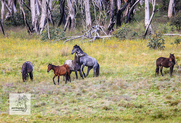 Brumbies23Dec23_2381