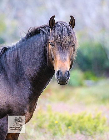 Brumbies26Dec23_2452