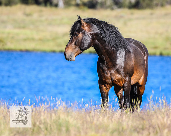 Brumbies17Dec23_1460
