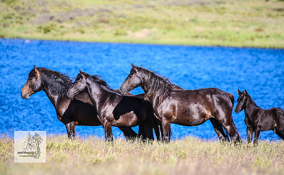 Brumbies17Dec23_1395