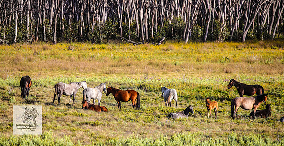 Brumbies23Dec23_2288