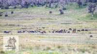 Brumbies7Dec23_0016