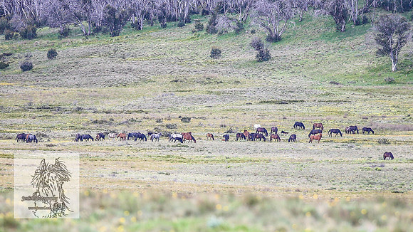 Brumbies7Dec23_0016