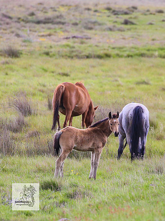 Brumbies19Dec23_2102