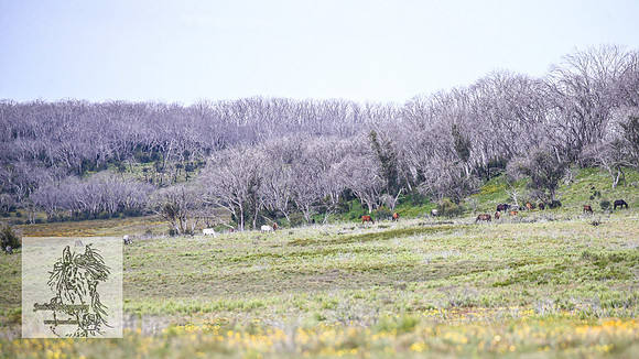 Brumbies7Dec23_0024