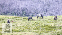 Brumbies7Dec23_0069