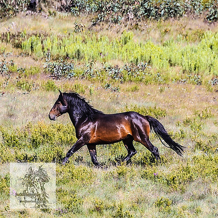 Brumbies16Dec23_0076
