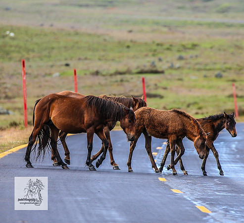 Brumbies27Dec23_2497