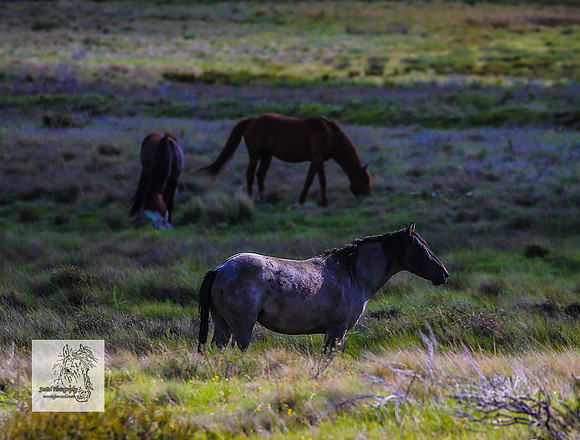 Brumbies15Dec23_0905