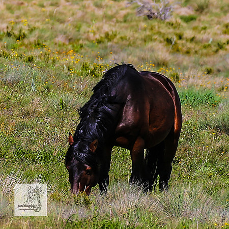 Brumbies14Dec23_0291