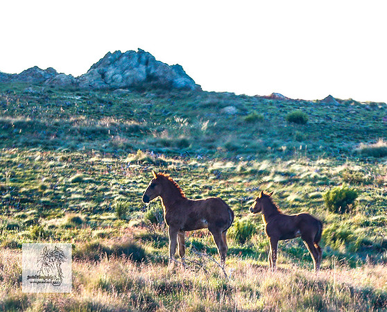 Brumbies27Dec23_2538