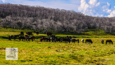 Brumbies12Dec2023_0095