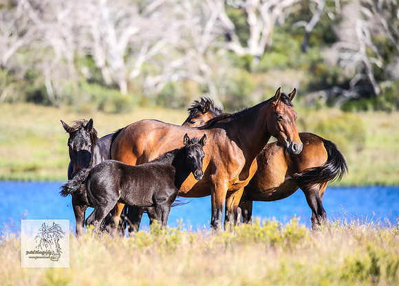 Brumbies17Dec23_1480