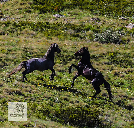 Brumbies15Dec23_0850