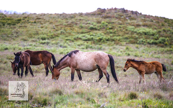 Brumbies22Dec23_2230
