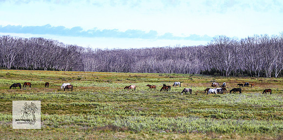 Brumbies23Dec23_2392