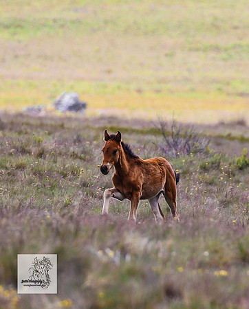 Brumbies22Dec23_2217