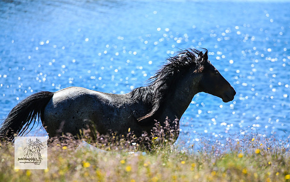 Brumbies17Dec23_1293