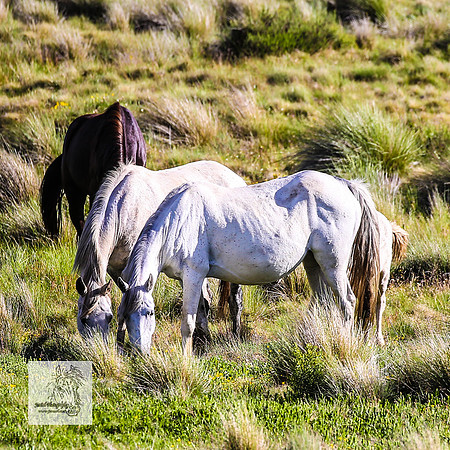 Brumbies15Dec23_1139