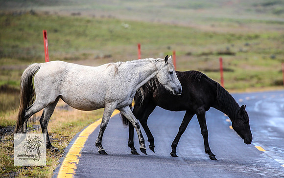 Brumbies27Dec23_2481