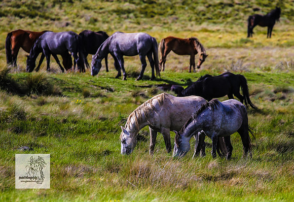 Brumbies15Dec23_0867