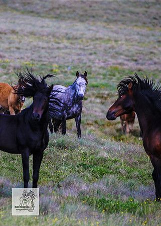 Brumbies14Dec23_0371