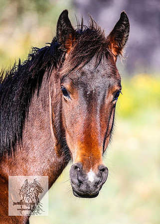 Brumbies16Dec23_0029