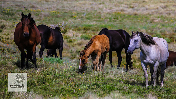 Brumbies14Dec23_0416