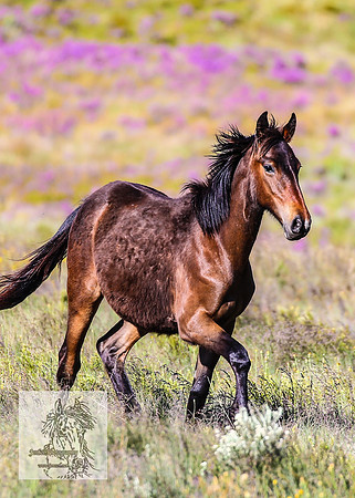 Brumbies16Dec23_0049