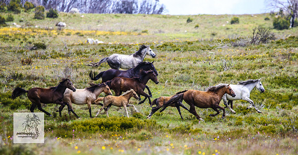 Brumbies29Dec23_2673