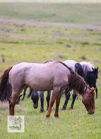 Brumbies19Dec23_2072