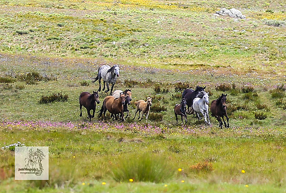 Brumbies29Dec23_2657