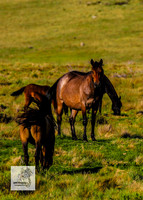 Brumbies12Dec2023_0159