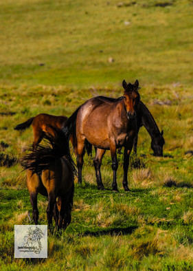 Brumbies12Dec2023_0159