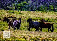 Brumbies12Dec2023_0034