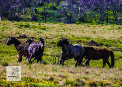 Brumbies12Dec2023_0034