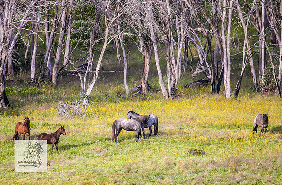 Brumbies23Dec23_2340