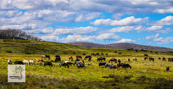 Brumbies15Dec23_0777