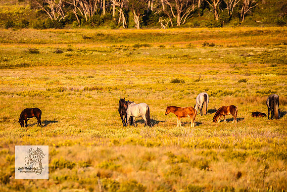 Brumbies27Dec23_2520