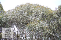 Brumbies7Dec23_0005