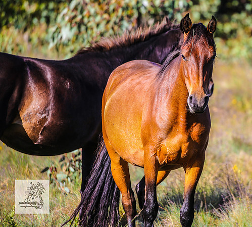 Brumbies18Dec23_1997