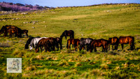 Brumbies12Dec2023_0197
