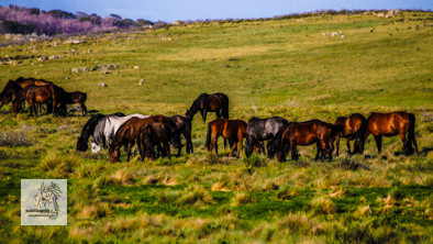Brumbies12Dec2023_0197