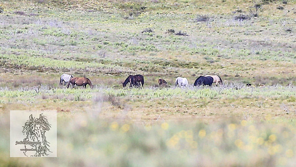 Brumbies7Dec23_0033