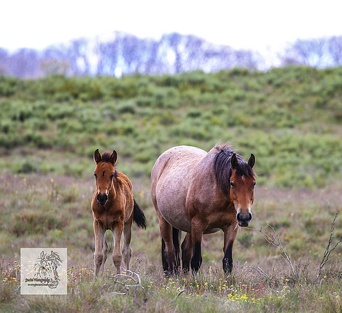 Brumbies22Dec23_2245