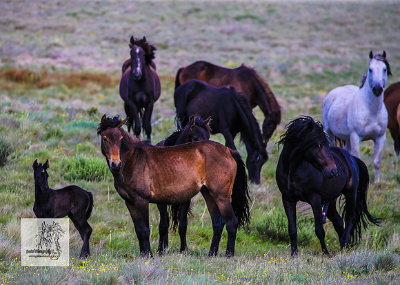 Brumbies14Dec23_0356