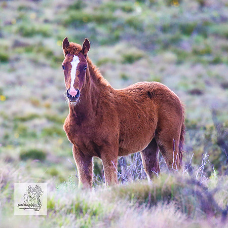 Brumbies15Dec23_1017