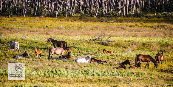 Brumbies23Dec23_2285