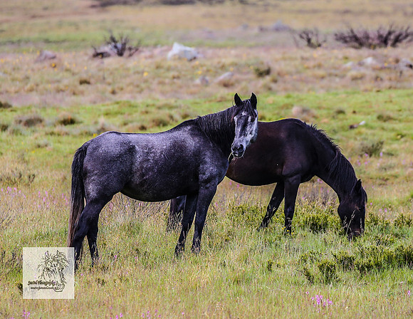 Brumbies27Dec23_2478