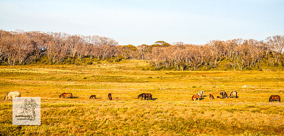 Brumbies27Dec23_2529